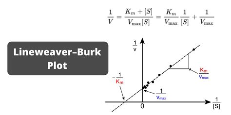 Lineweaver burk plot - In a Lineweaver-Burk Plot, competitive inhibitor shows which of the following effect? 1) It moves the entire curve to left. 2) It moves the entire curve to right. 3) It has no effect on the slope. 4) It changes the x-intercept.